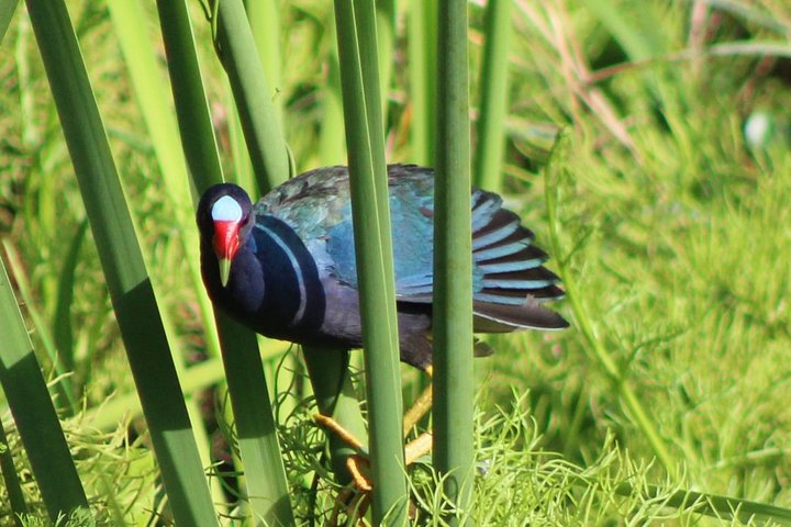 Birding Pipeline Road from Panama City and Gamboa Town - Photo 1 of 13