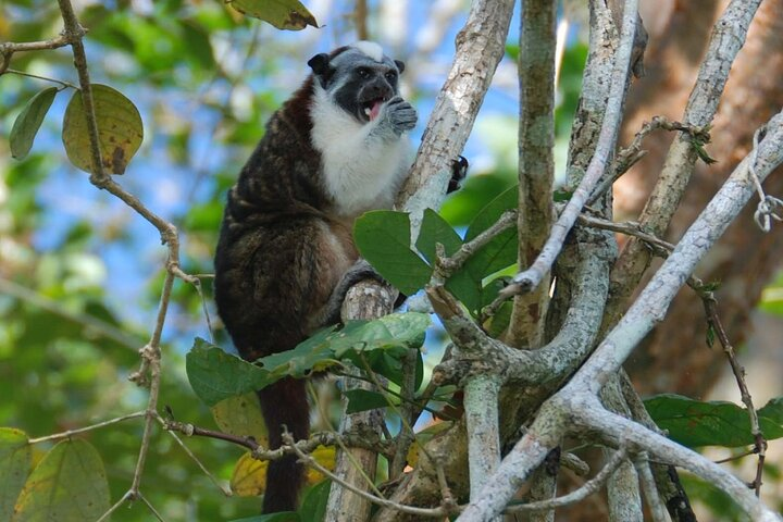 Boat Tour and wildlife in the Panama Canal - Photo 1 of 16