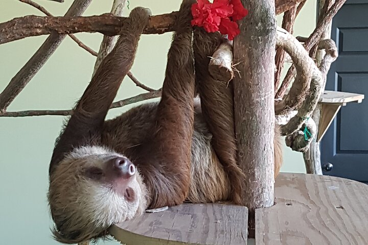 Canopy in Gamboa and visit to the sloth sanctuary - Photo 1 of 7