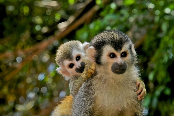 City Outings: Panama Jungle Adventure - Photo 1 of 13