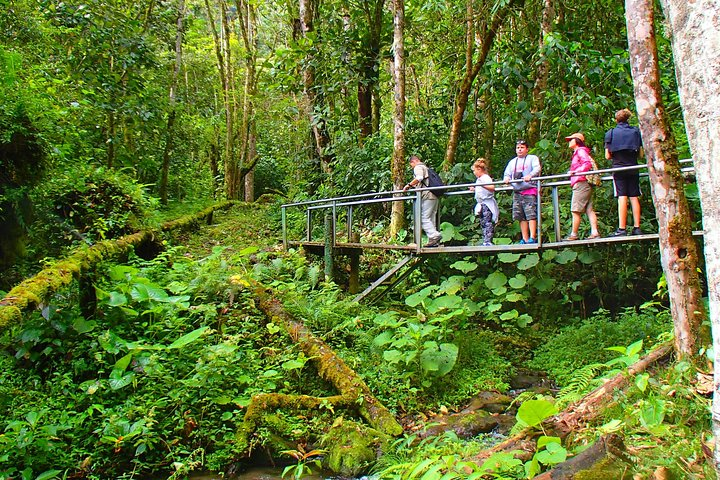 Cloud Forest Wildlife Hike