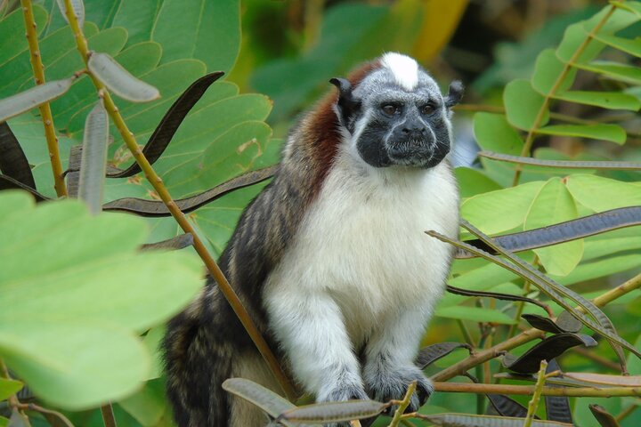 Cruise Shore Excursion Panama: Wildlife Gatun lake - Photo 1 of 9