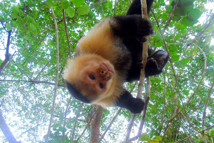 Lake Gatun Wildlife Tour from Panama City - Photo 1 of 8