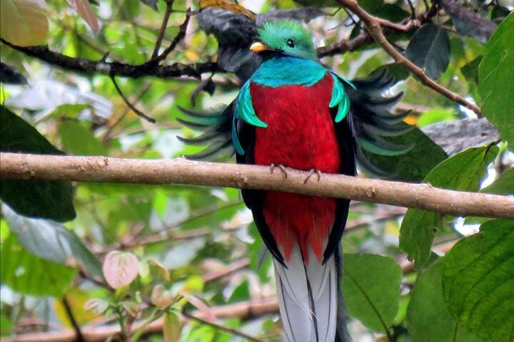 RESPLENDANT QUETZAL