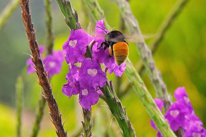 Private honey tasting bike tour and butterfly garden walk - Photo 1 of 15