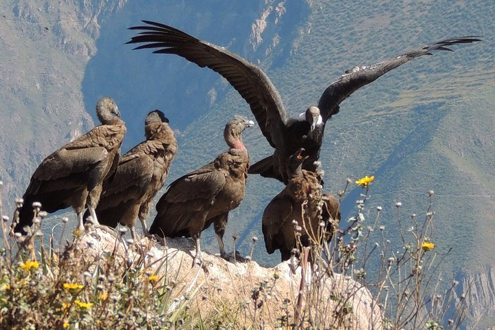 2 Day - Colca Canyon and Condor Tour from Arequipa, Peru - Group Service  - Photo 1 of 7