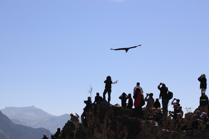 2 Day Colca Canyon, Vicuna Reserve and Condors from Arequipa - Photo 1 of 13