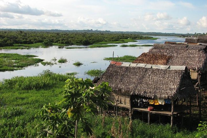 Iquitos Jungle