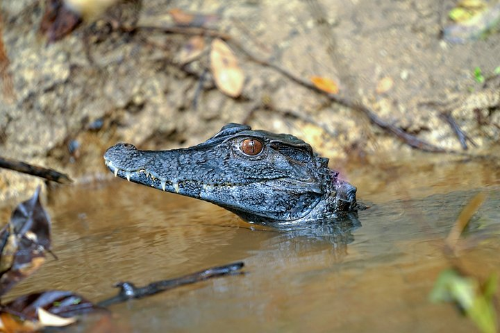 Alligator.