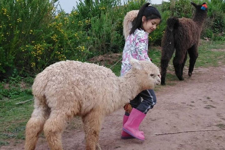 3-Hour Small-Group Hiking with Alpaca in Sacred Valley  - Photo 1 of 7