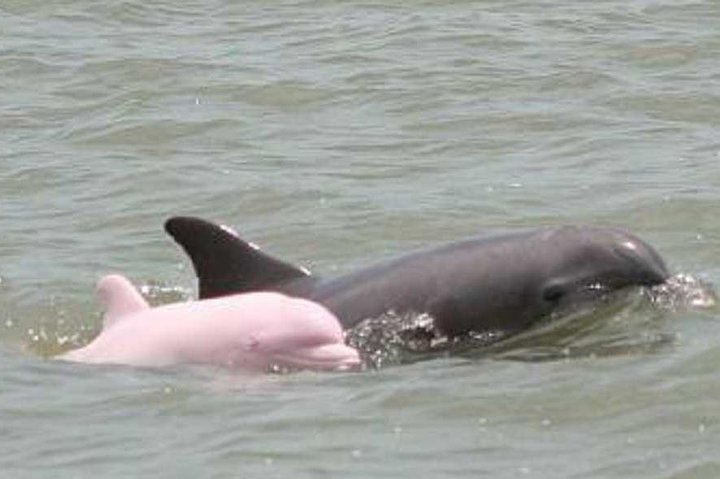 DELFINES ROSADOS