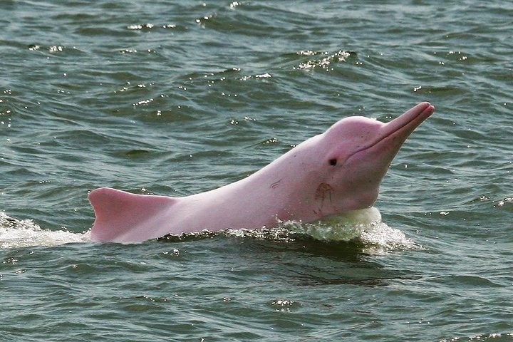 4 days Amazon Jungle tour with Pink Dolphin watch from Iquitos - Photo 1 of 11