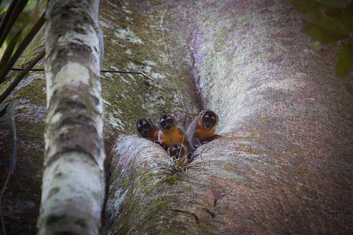 4-Days Wildlife Tour in the Tamshiyacu-Tahuayo Reserve at Curassow Amazon Lodge - Photo 1 of 25