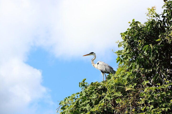 5-Day Iquitos Amazon Tour - Photo 1 of 6