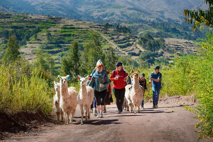 Hiking with Llamas and Alpacas in the Sacred Valley of the Incas - Photo 1 of 12