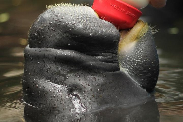 Baby manatee fed by its carer.