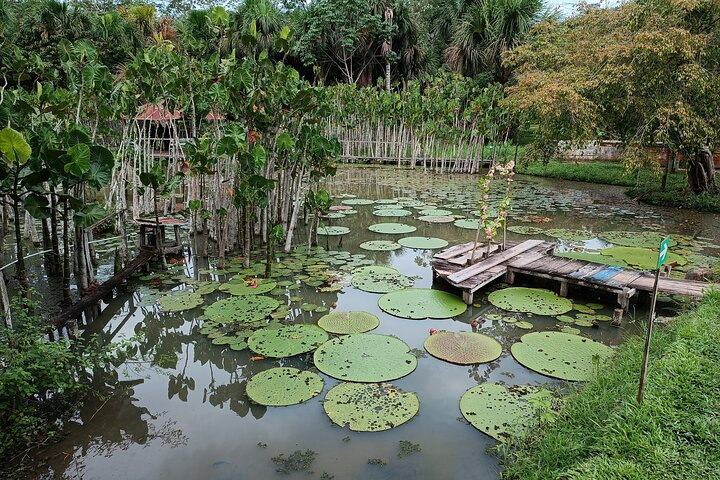 Floating Plants - Victoria Regia