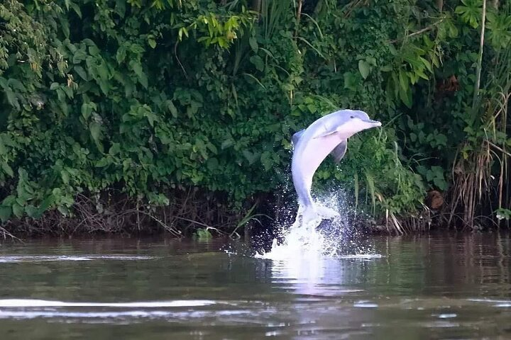 Amazon Wildlife Excursions 2/ Days /1 night  - Photo 1 of 14