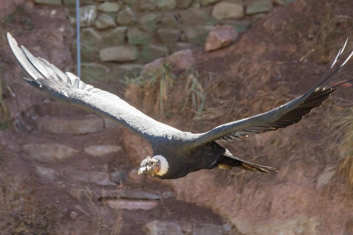 Cochahuasi Animal Sanctuary