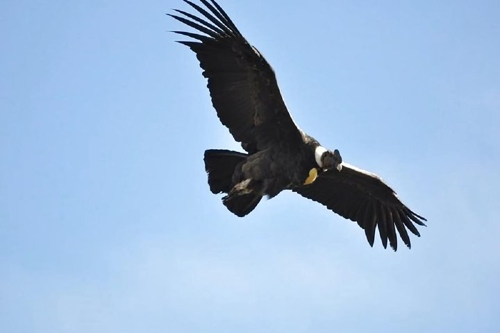 Condor canyon full day from Cusco - Photo 1 of 6