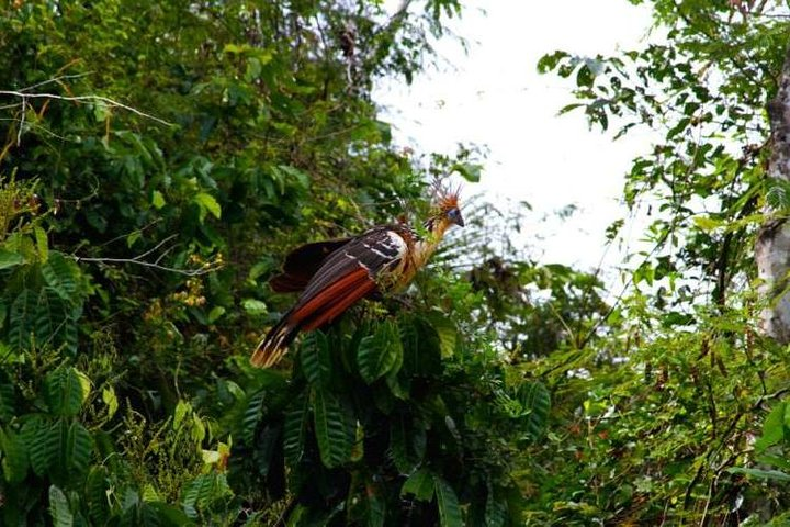 Eco Jungle - 3 Days / 2 Nights - Photo 1 of 7