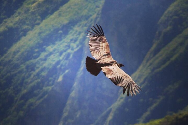 vuelo del condór 