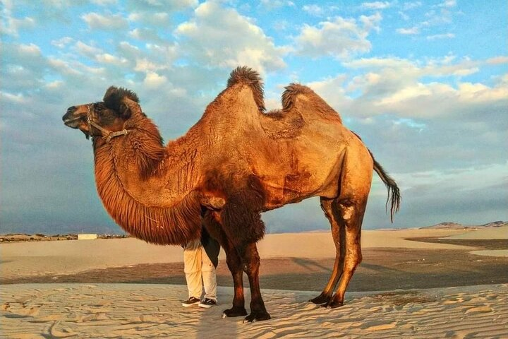 From Ica: Camel + buggy ride - Photo 1 of 3