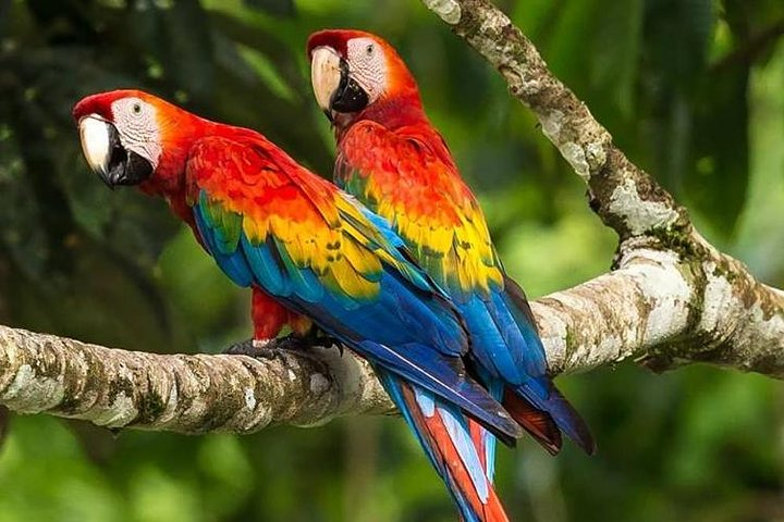 Macaw Claylick (chuncho most visited) full day - Photo 1 of 13