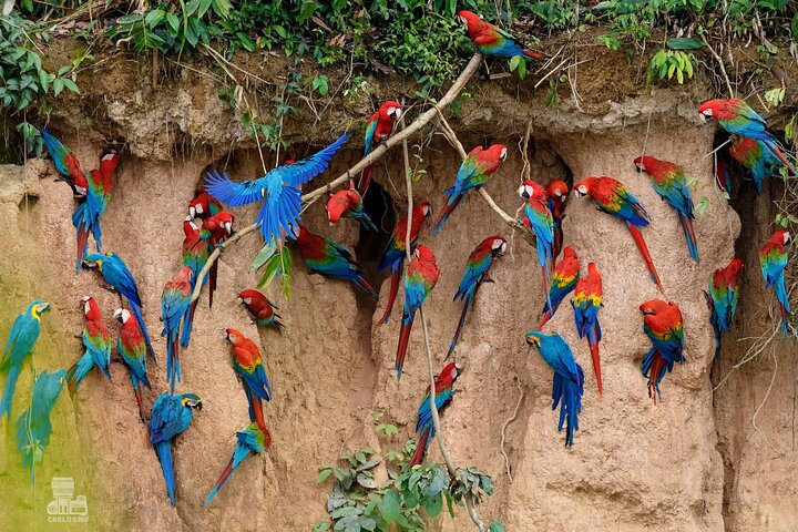 Macaw Collpa & Sandoval Lake 4 Days / 3 Nights - Photo 1 of 9