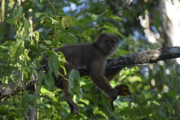 Monkey Island, we have chance to join 3 different monkeys species at the same time is a nice walk into the island located on the Madre de Dios river.
