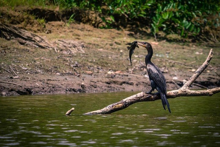 Pacaya Samiria National Park from Tarapoto 5 days and 4 nights - Photo 1 of 8