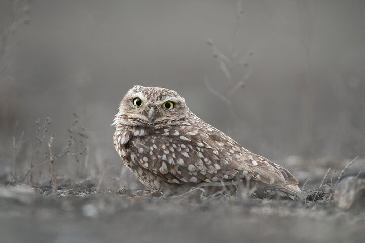 Burrowing Owl - Birding Lima Tours: Lomas de Lachay