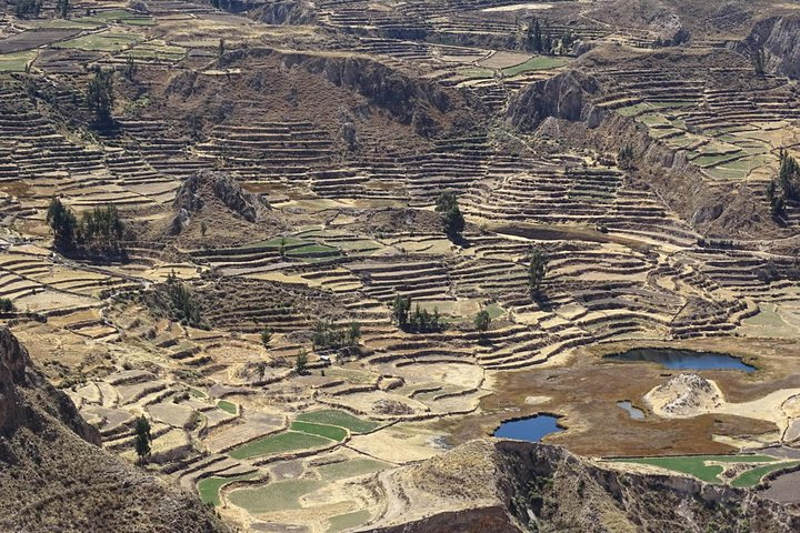 Andean Terraces