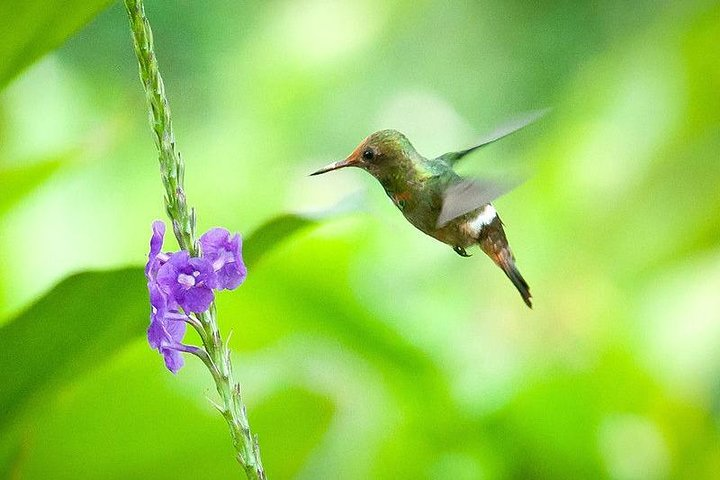 The Best of Tarapoto 4 days and 3 nights - Photo 1 of 7