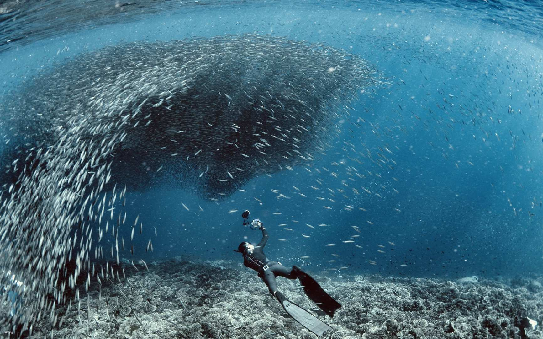 [15% OFF Sale] [Beginner-friendly] Moalboal Thousand Sardines Scuba Diving Experience & Pescador Island Tour in Cebu | Philippines - Photo 1 of 10