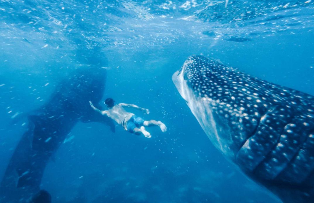 2-Day Cebu Tour: Oslob Whale Shark Watching, Moalboal Island Hopping, Cebu City Tour - Photo 1 of 10