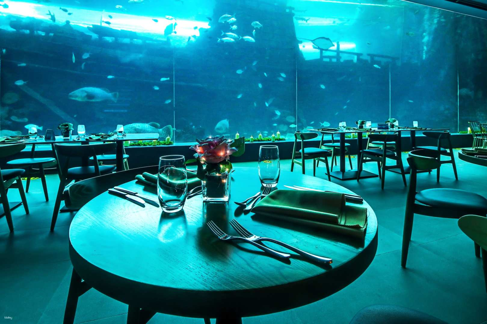 Aqua Dining at Cebu Ocean Park: A Magical Dining Experience Under the Sea | Philippines - Photo 1 of 9