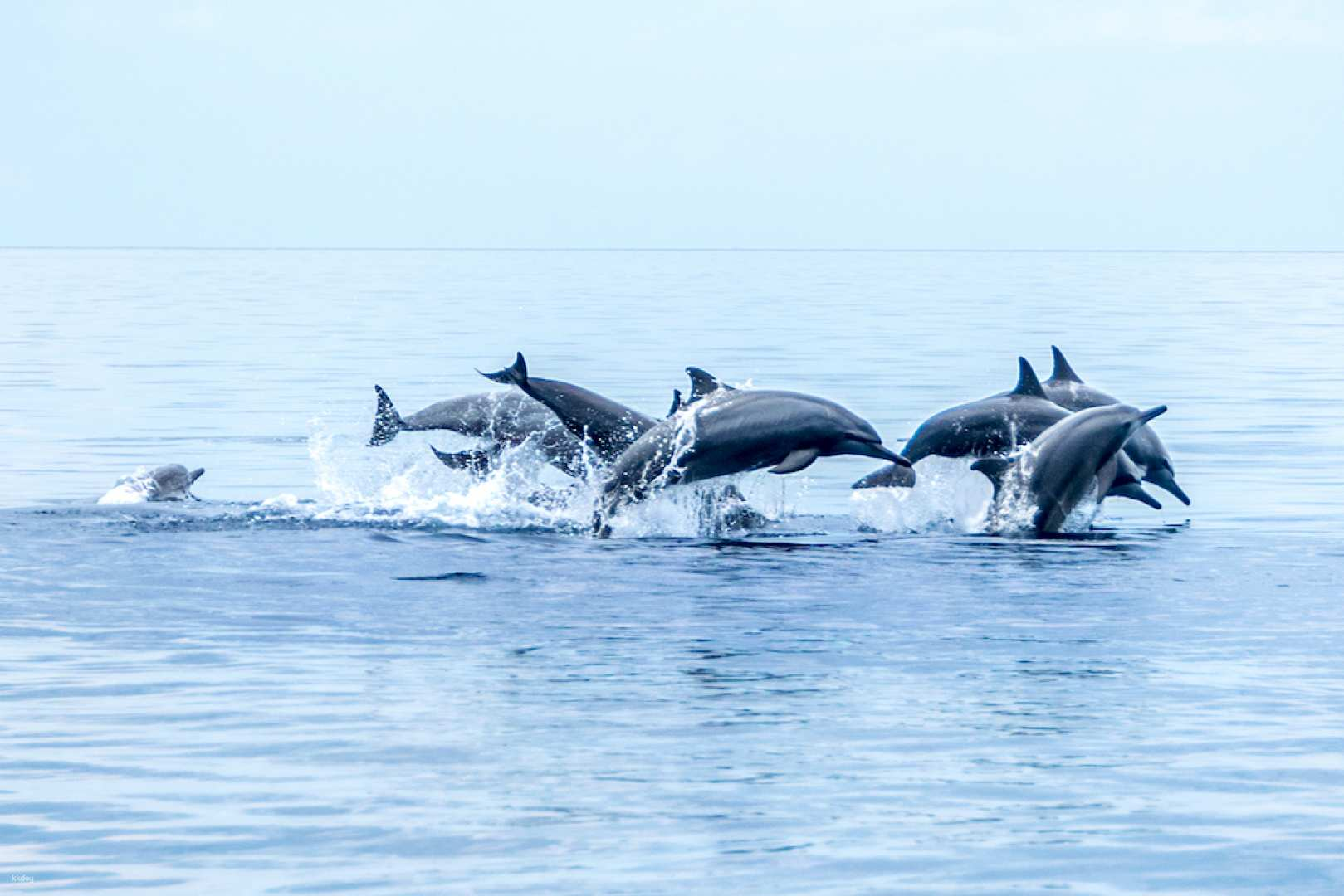 Bais Dolphin Watching and Manjuyod Sandbar Private Tour | Dumaguete, Philippines - Photo 1 of 6