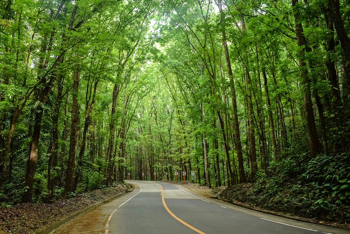 Bohol Man Made Forest