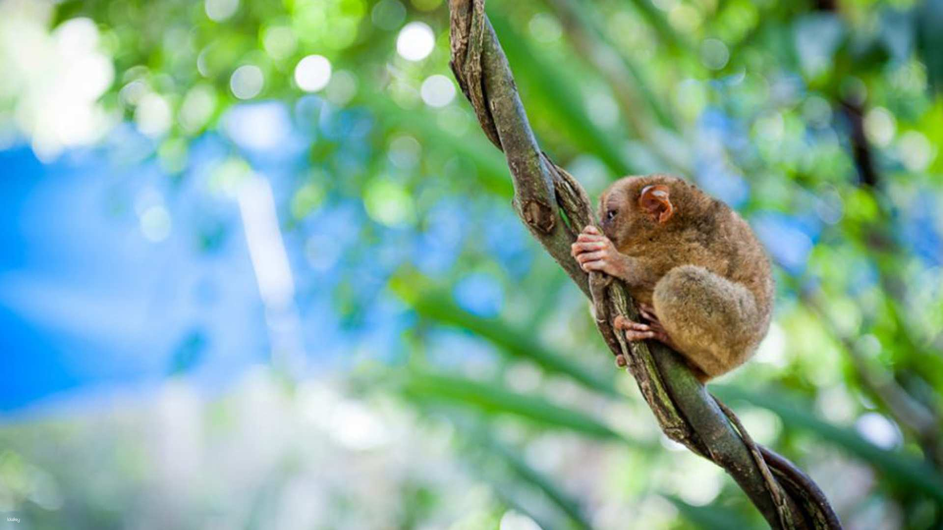 Bohol Countryside Tour With Tour Guide : Tarsier Sanctuary, Loboc River Cruise and Chocolate Hills | Philippines - Photo 1 of 7