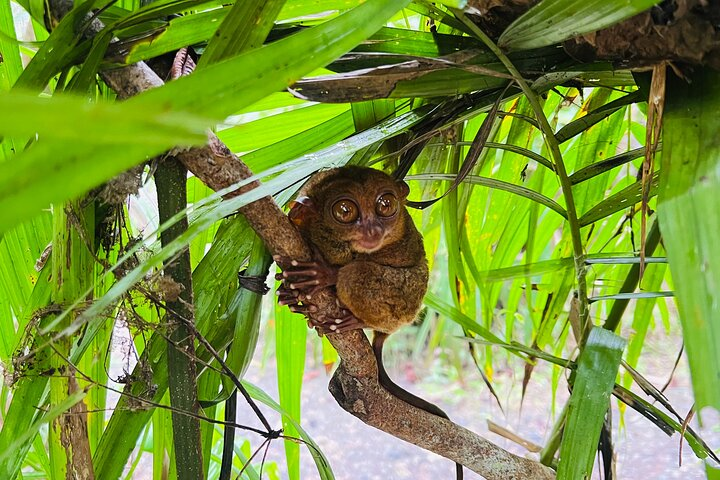 Tarsier 