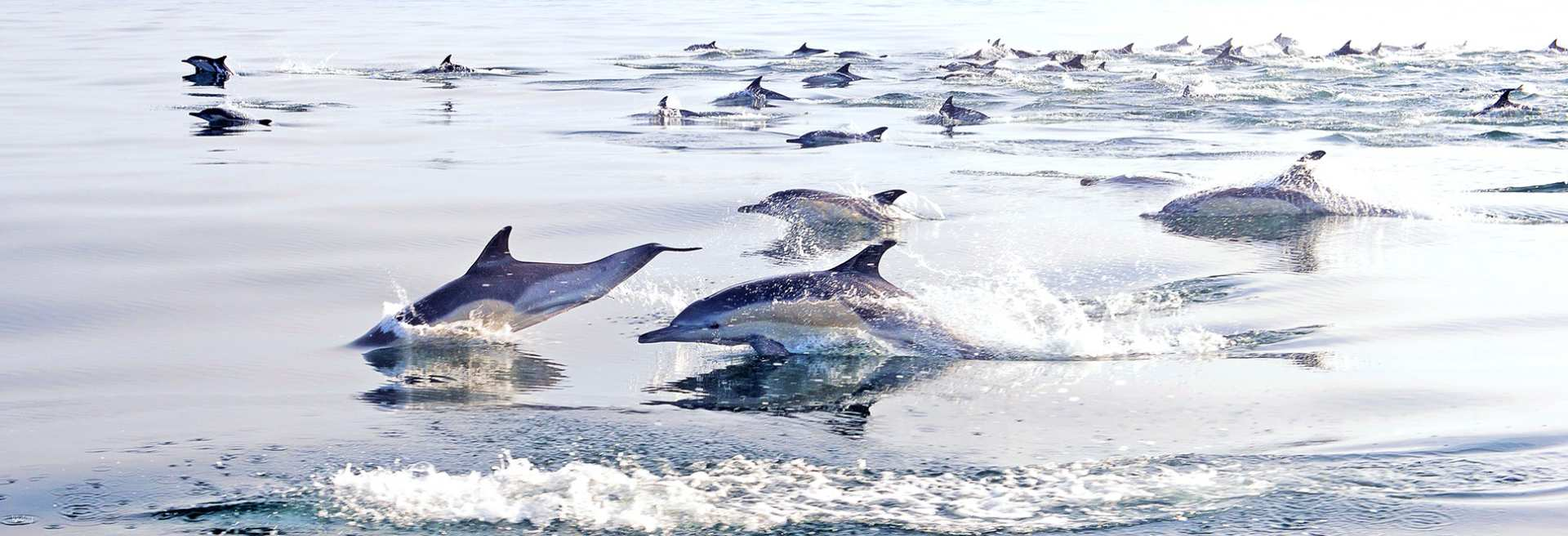 Bohol Dolphin Watching and Countryside Tour | Philippines - Photo 1 of 9