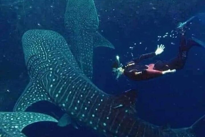 Bohol Whale Shark Encounter 2023 - Photo 1 of 6