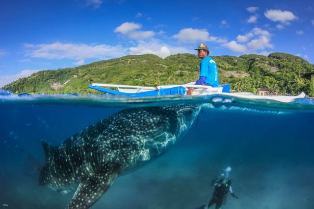 bohol-whale-shark-experience-and-countryside-tour-philippines_1