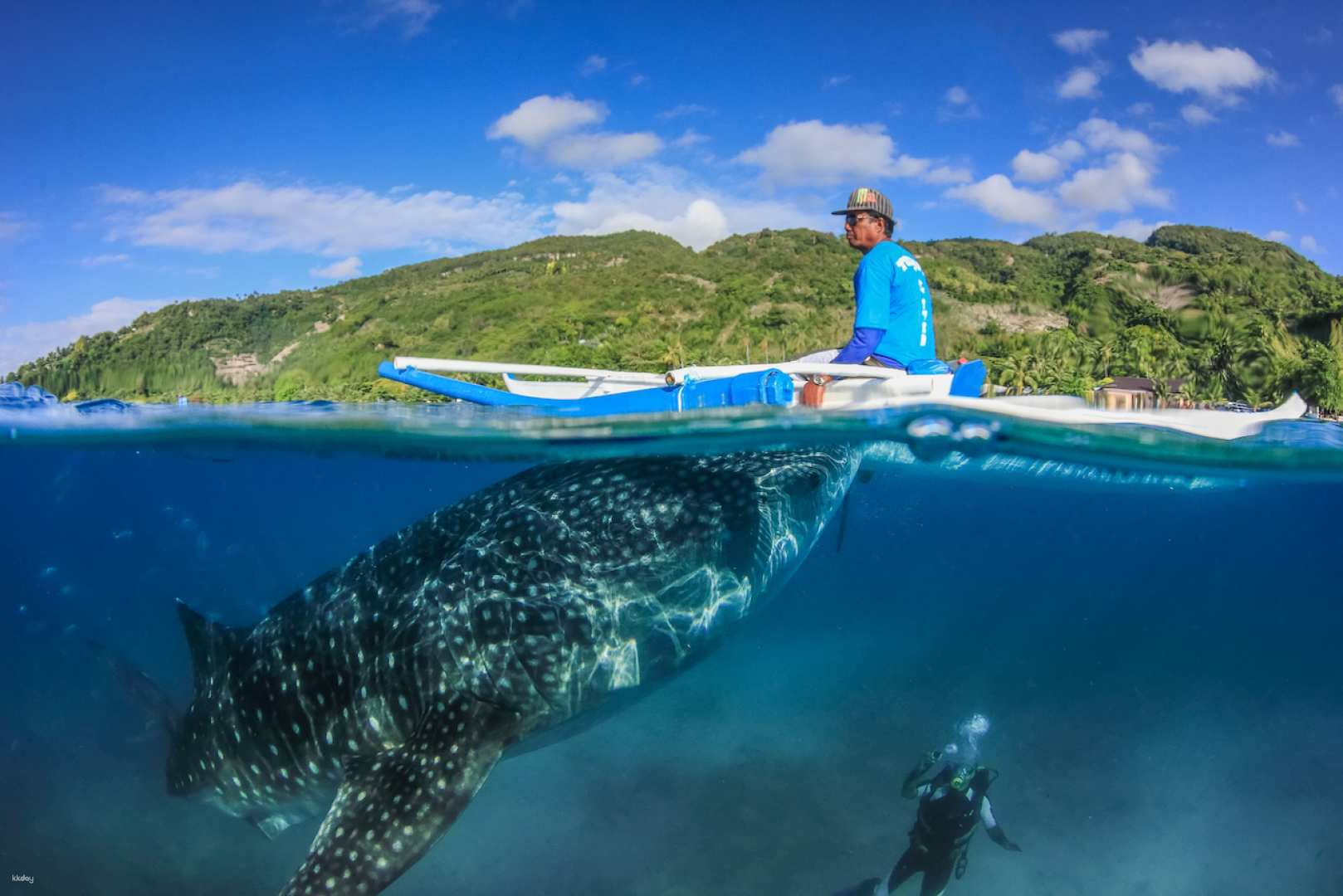 Bohol Whale Shark Experience and Countryside Tour | Philippines - Photo 1 of 9