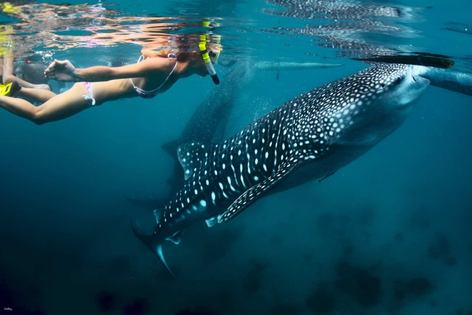 Bohol Whaleshark Experience | Philippines - Photo 1 of 3