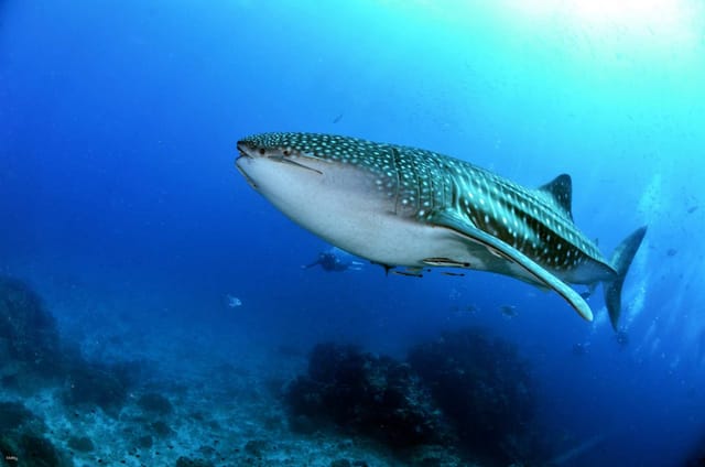 bohol-whaleshark-experience-with-pamilacan-island-philippines_1