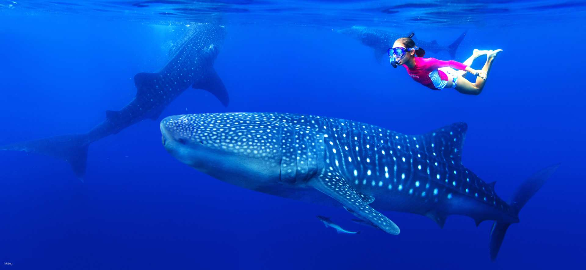 Bohol Whaleshark Experience with Sardine Snorkeling in Panglao | Philippines - Photo 1 of 8