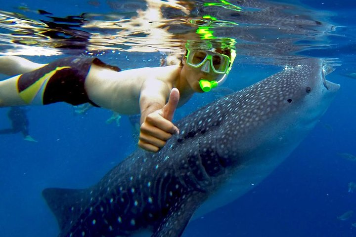 swim with the whale shark.. wooohh