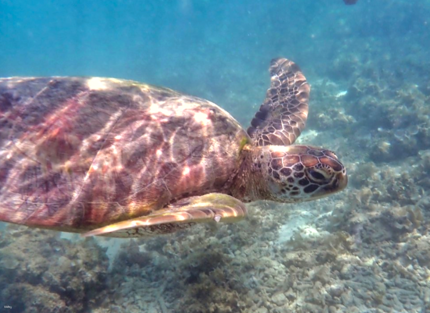 [Cebu] Sharks and turtles! Moalboal Sea Turtles School of Sardines (Canyoneering) - Photo 1 of 6